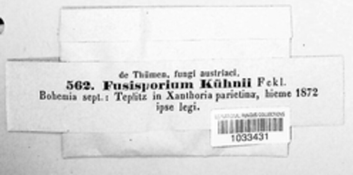 Fusisporium kuehnii image